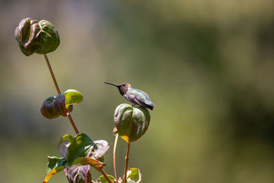 Close-up of bug on plant