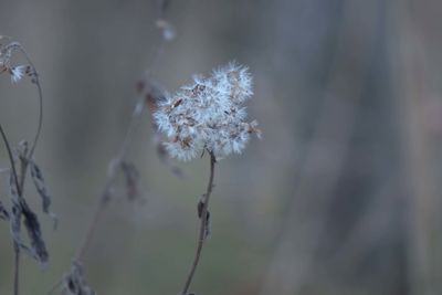 plant