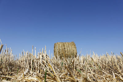 Hay bales on field against clear blue sky