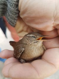 Cropped hand holding bird