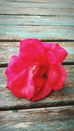 Close-up of pink flower on wooden plank