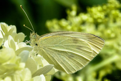 Close-up of insect on leaf