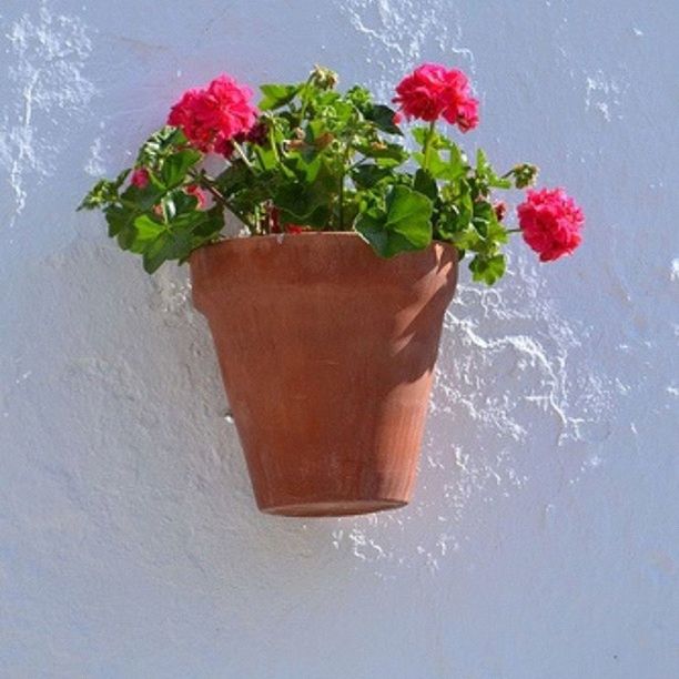 flower, vase, indoors, freshness, fragility, petal, potted plant, wall - building feature, plant, table, growth, decoration, pink color, flower head, flower pot, leaf, close-up, red, home interior, wall