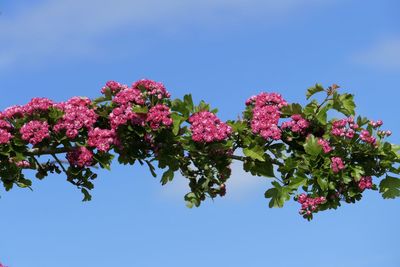 Low angle view of pink flowering plants against clear blue sky