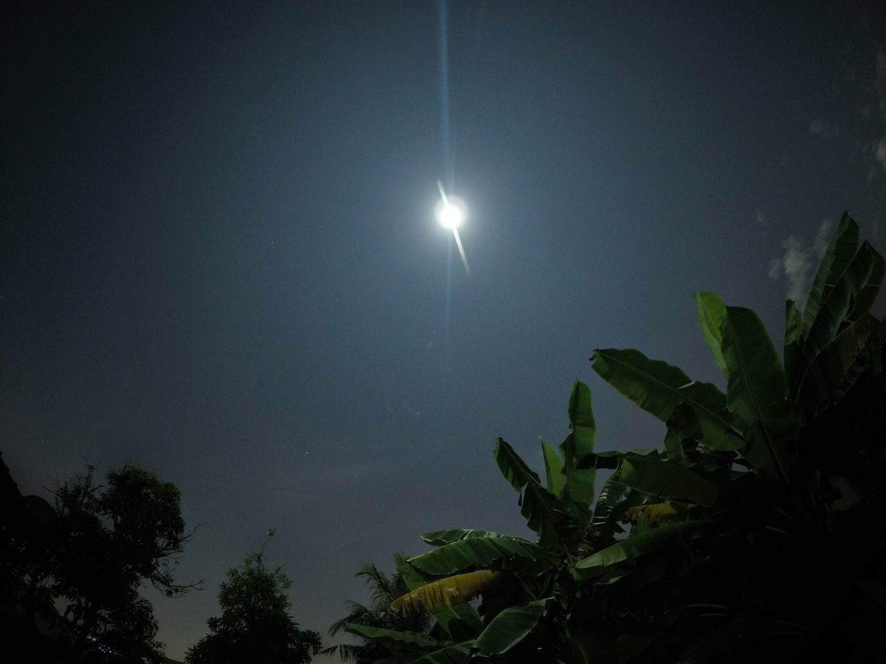 sky, plant, beauty in nature, moon, nature, night, scenics - nature, no people, tree, space, growth, tranquility, astronomy, full moon, moonlight, leaf, outdoors, plant part, tranquil scene, low angle view, planetary moon, eclipse