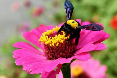 Close-up of honey bee on pink flower