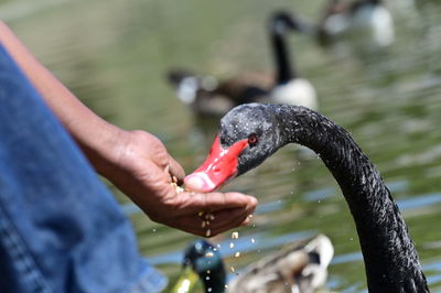 black swan