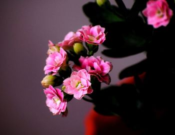Close-up of pink roses