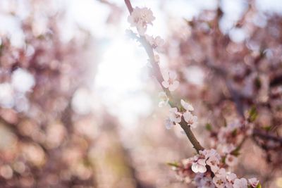 Close-up of fresh white flowers blooming in park