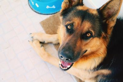 High angle portrait of dog