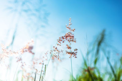 Low angle view of flowering plant against sky