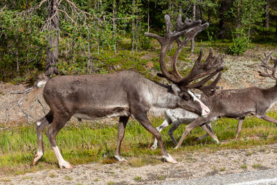 Dark brown reindeer with family walking on the side of the road