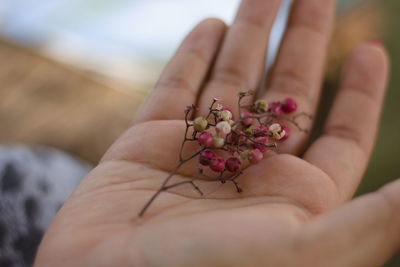 Close-up of hand holding flower