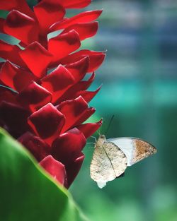 Close-up of butterfly pollinating on red flower