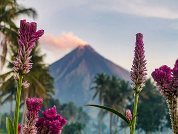 Close-up of pink flowering plant against sky