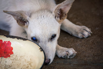 High angle view of a dog