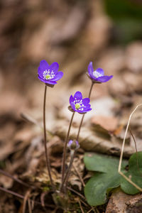 Close-up of purple crocus flowers on field