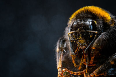 Close-up of bee