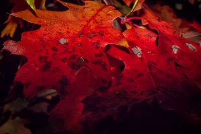 Close up of red leaves