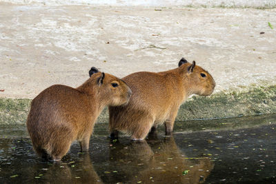 View of two drinking water in lake