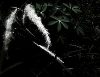 Close-up of plants at night