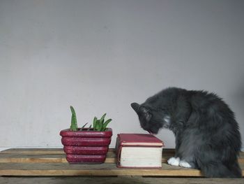 Cat lying on table against wall