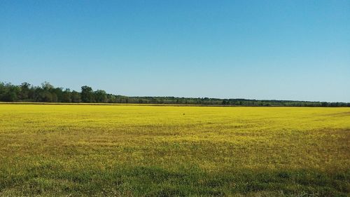 Scenic view of field against clear sky