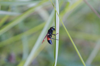 Close-up of insect on leaf