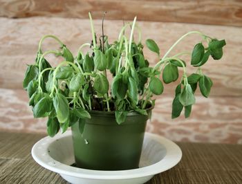 High angle view of potted plant on table