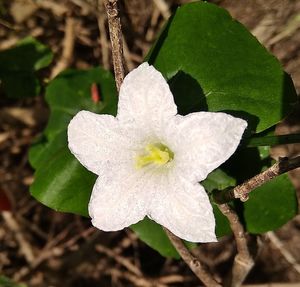 Close-up of white flowering plant