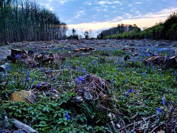 Plants growing on field against sky