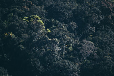Full frame shot of plants