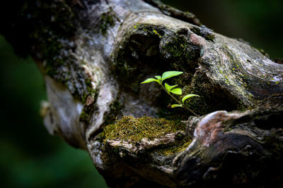 Close-up of dead tree trunk
