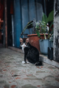 Portrait of cat sitting outdoors