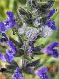 Close-up of purple flowers blooming outdoors