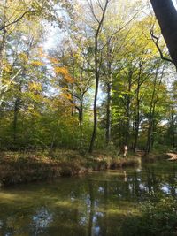 Scenic view of lake in forest