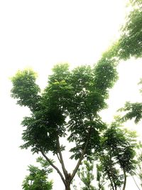 Low angle view of trees against clear sky