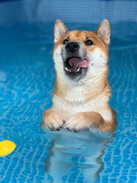 Dog in a pool