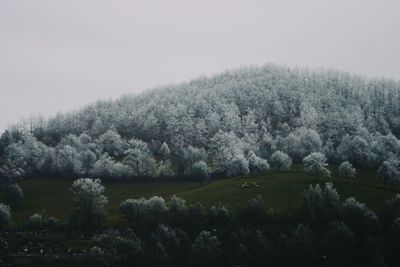 Trees on field against sky in forest