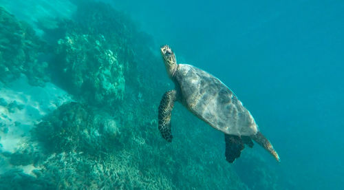 Turtle swimming in sea