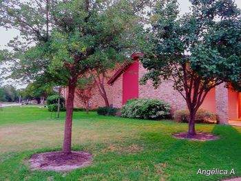 Red flower trees on lawn by building