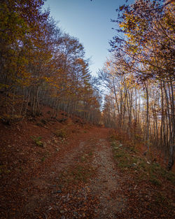 Footpath amidst trees in forest during autumn