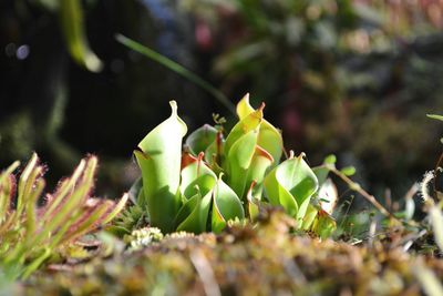 Close-up of bird perching on plant