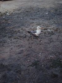 Close-up of birds in water
