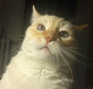 Close-up portrait of cat at home