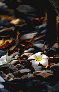 Close-up of white flowering plant