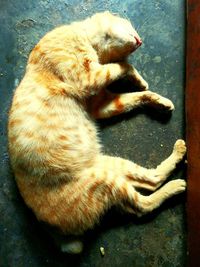 High angle view of dog sleeping