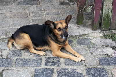 Portrait of dog resting on footpath