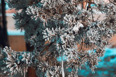 Close-up of pine tree during winter