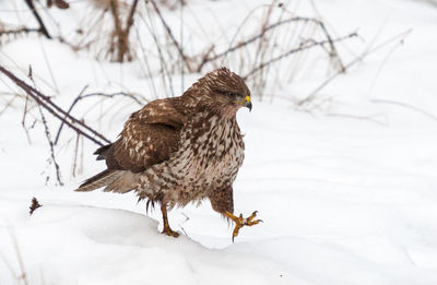 Buzzard strides through the high snow of a forest clearing